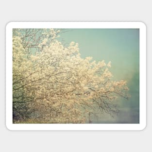 Spring Blossoms photography Sticker